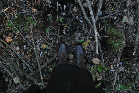 POV shot of the forest floor