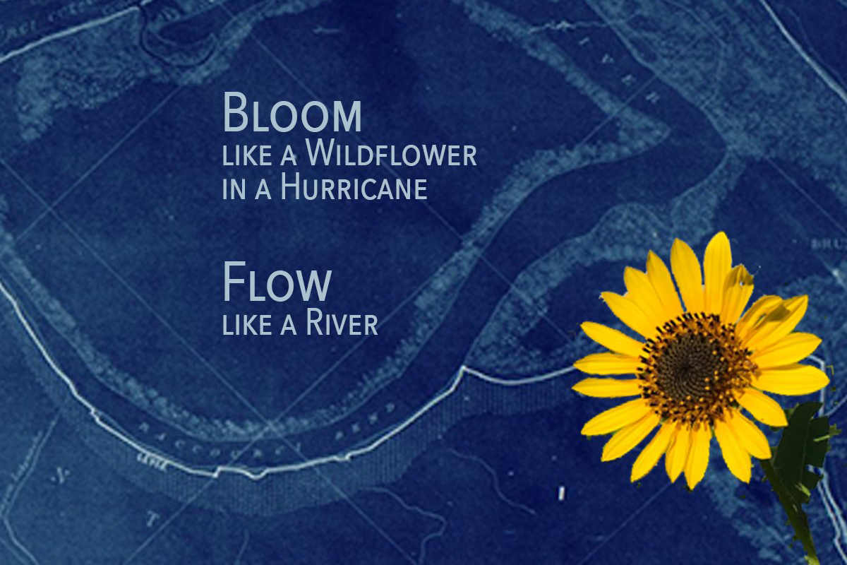 A yellow flower over an aerial view of a river