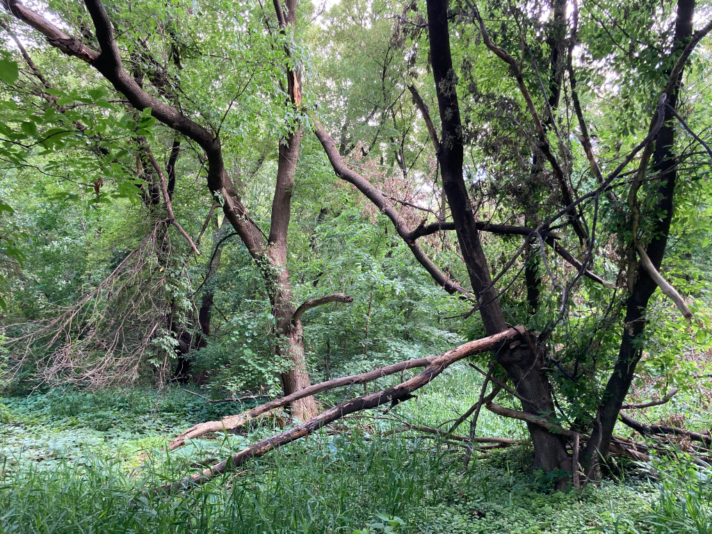 A verdant wooded shot, with a broken tree limb pointing down in the foreground. Trees are in full leaf, and the undergrowth is green and lush.