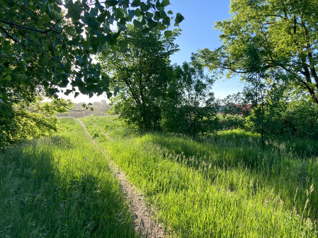 A rough trail in a grassy field, surrounded by shady trees in full leaf.