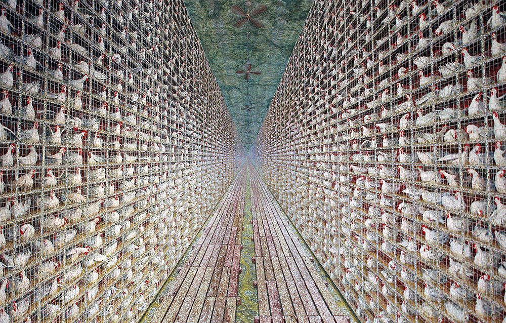 a colorful painting of chickens in stacked cages
