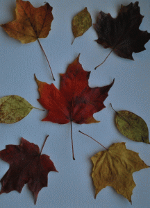 Multicolored fall leaves