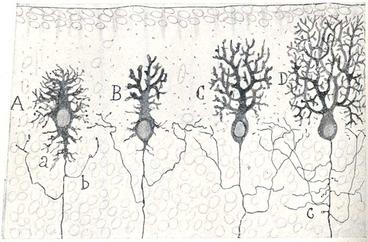 drawing of neurons