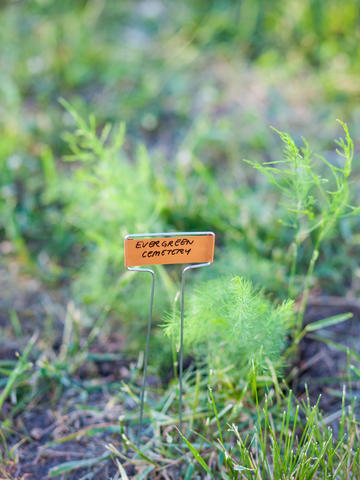 Close-up shot of green grass and weeds, with a small yard sign reading "Evergreen Cemetery"